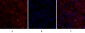 Cdc2 Polyclonal Antibody